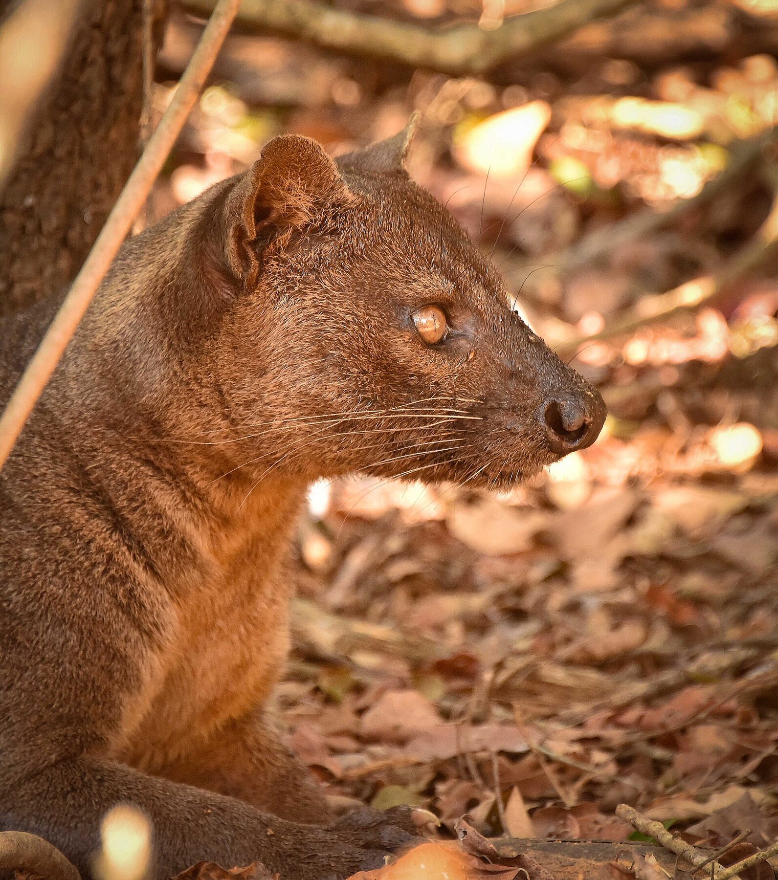 Fosa en el bosque de Kirindy