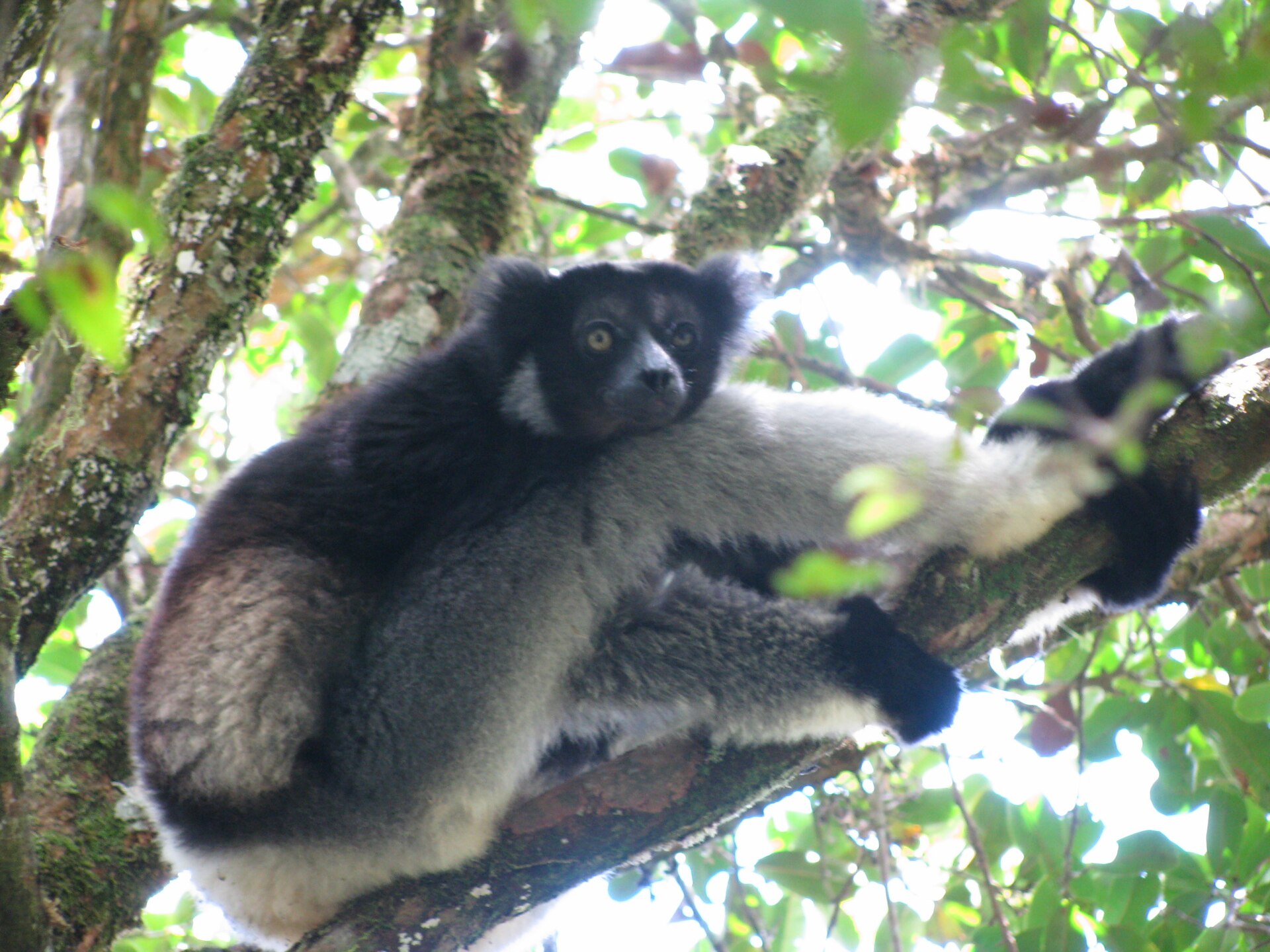 Indri en el bosque de Andasibe-Mantadia