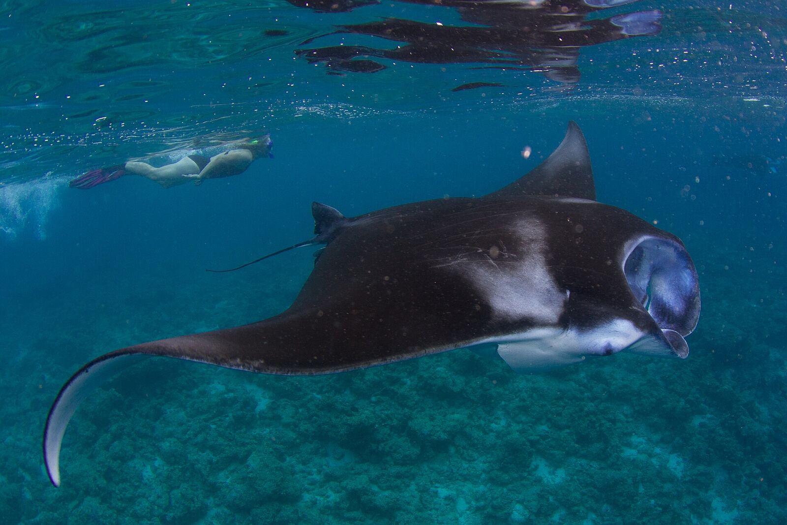 Mantarraya nadando en aguas de Maldivas