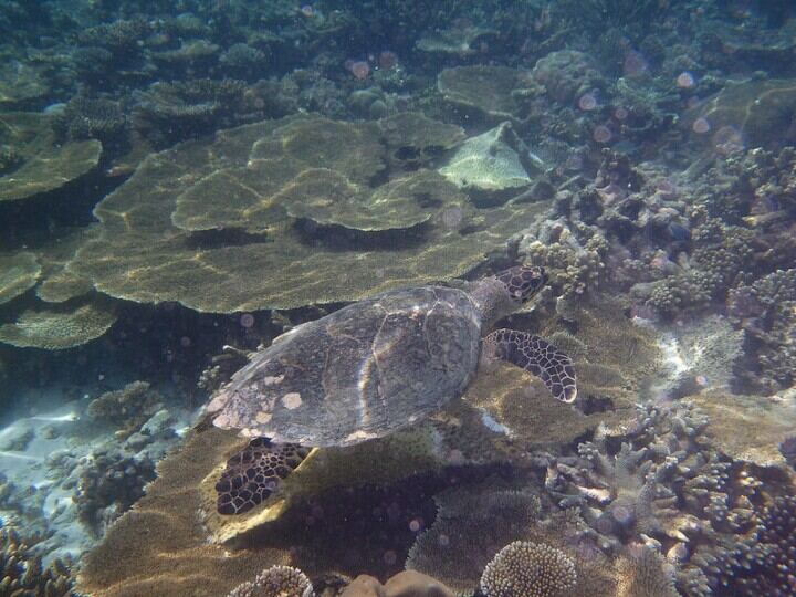 Tortuga verde nadando en Maldivas