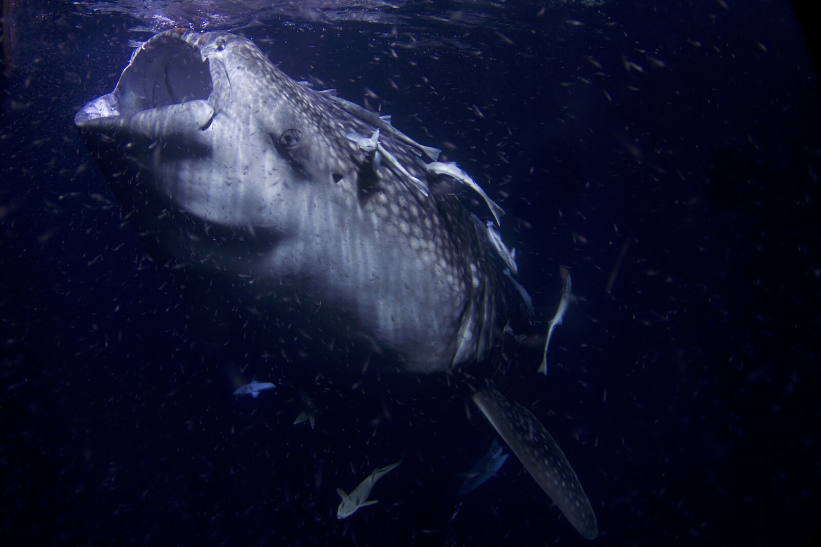 Tiburón ballena nadando en libertad en Maldivas