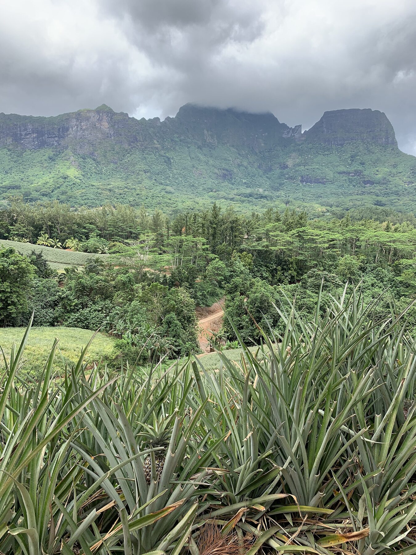 Plantación de piña en Moorea