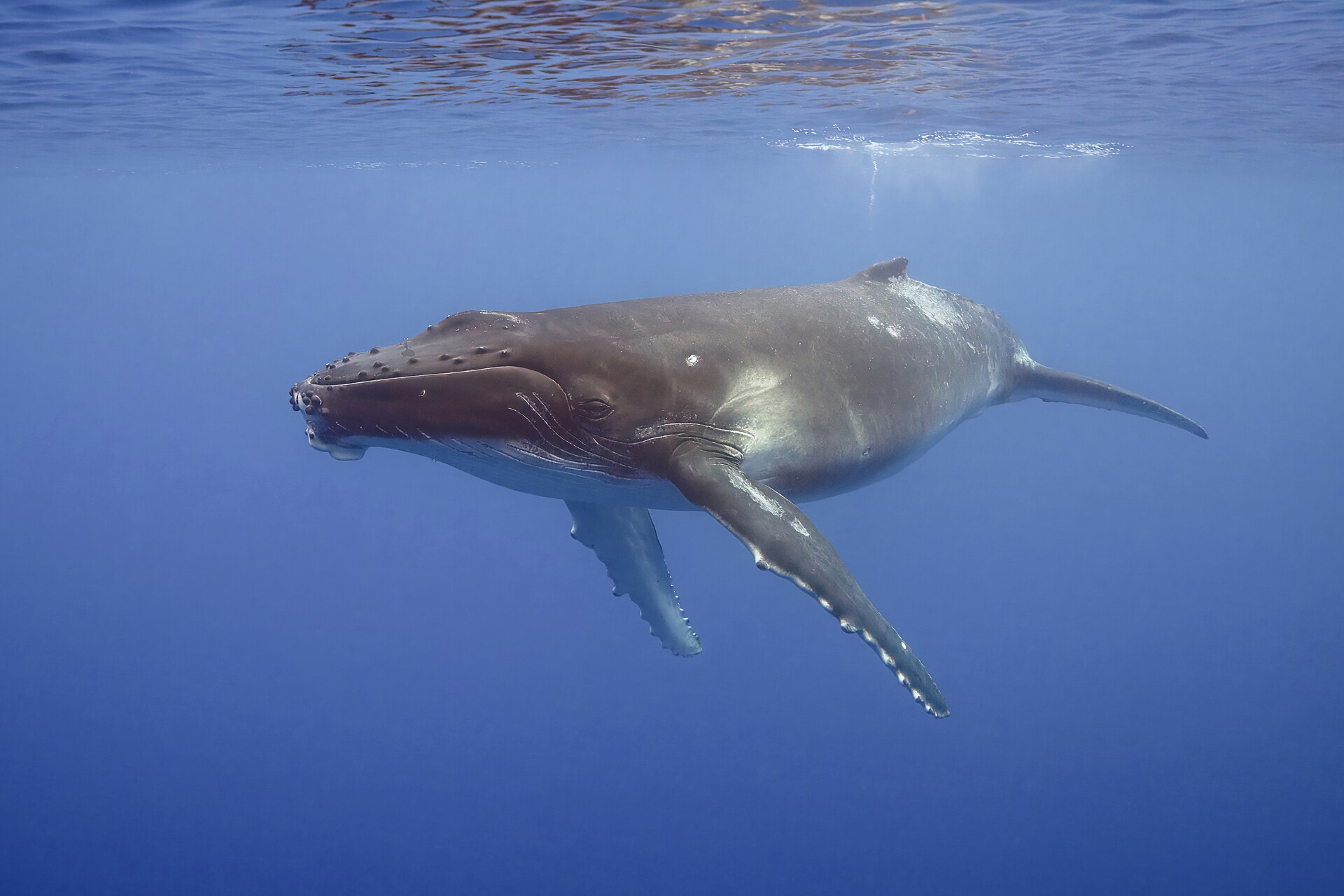 Cría de ballena jorobada frente a Moorea