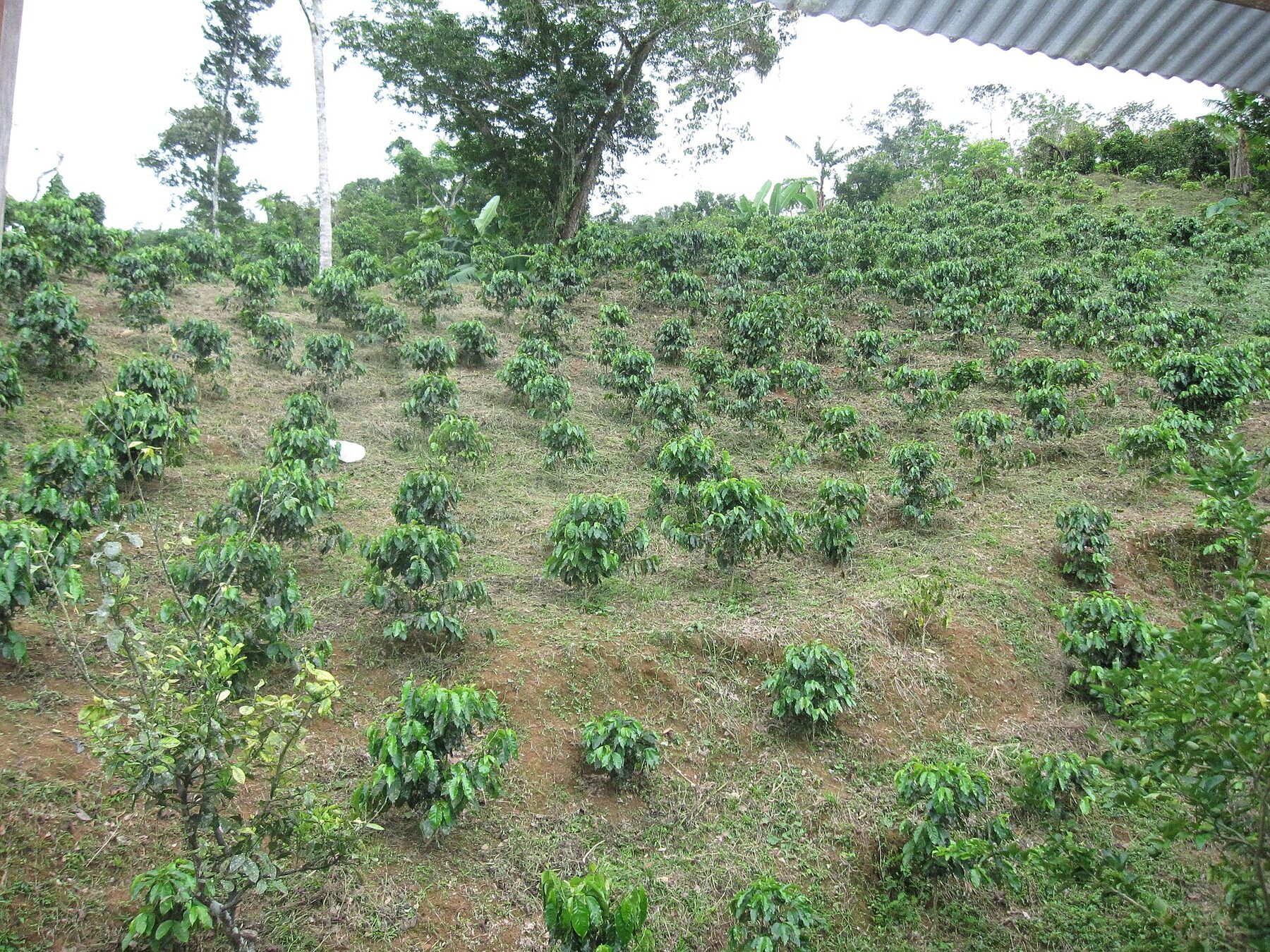 Hacienda cafetera en las montañas de Puerto Rico