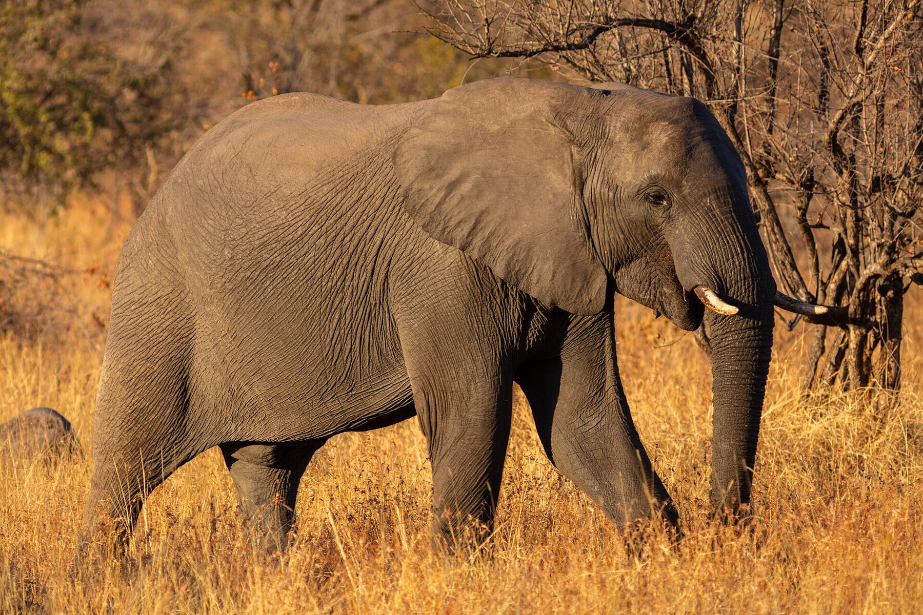 Elefante africano en la región de Kruger