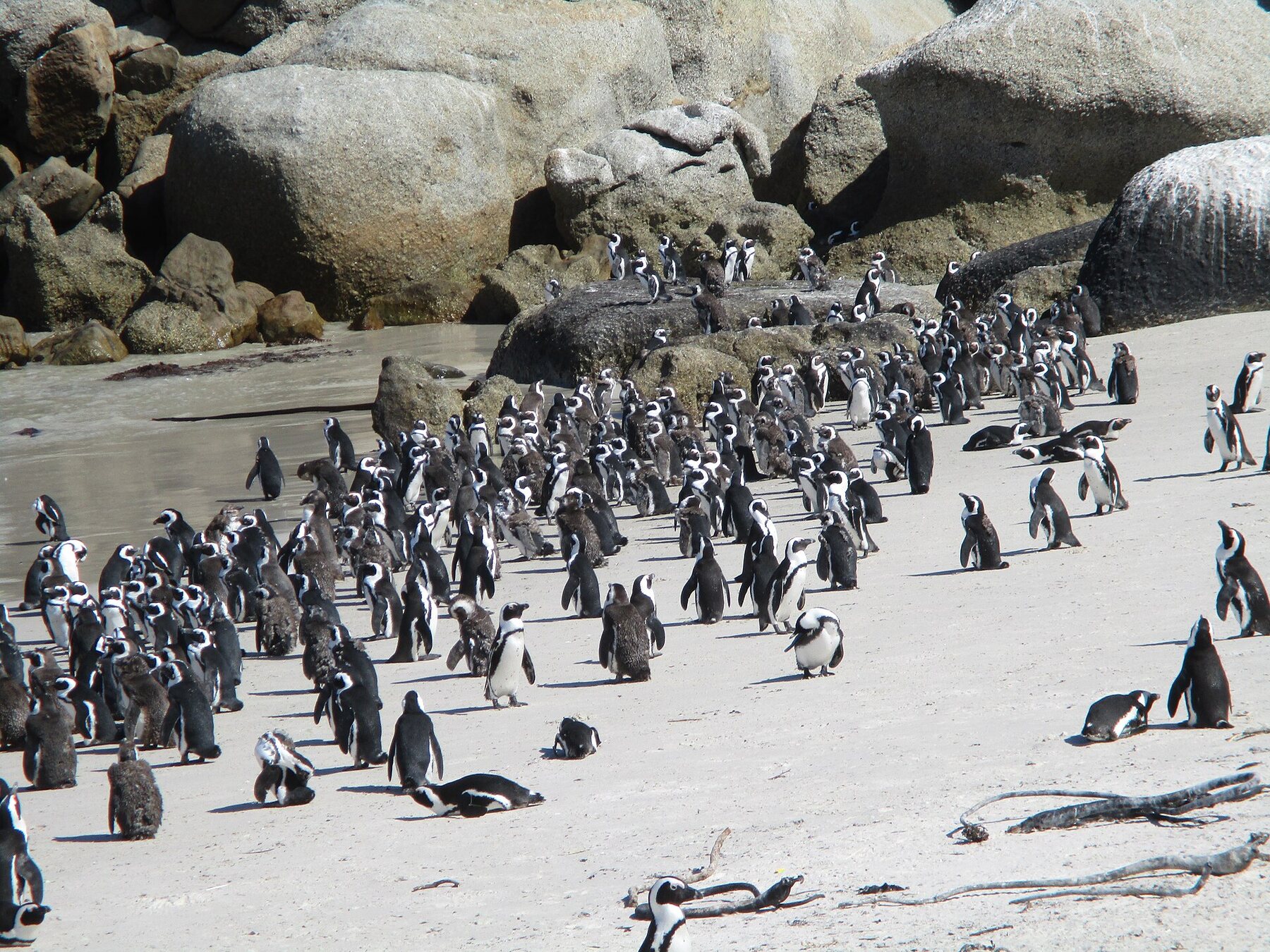 Pingüinos africanos en Boulders Beach