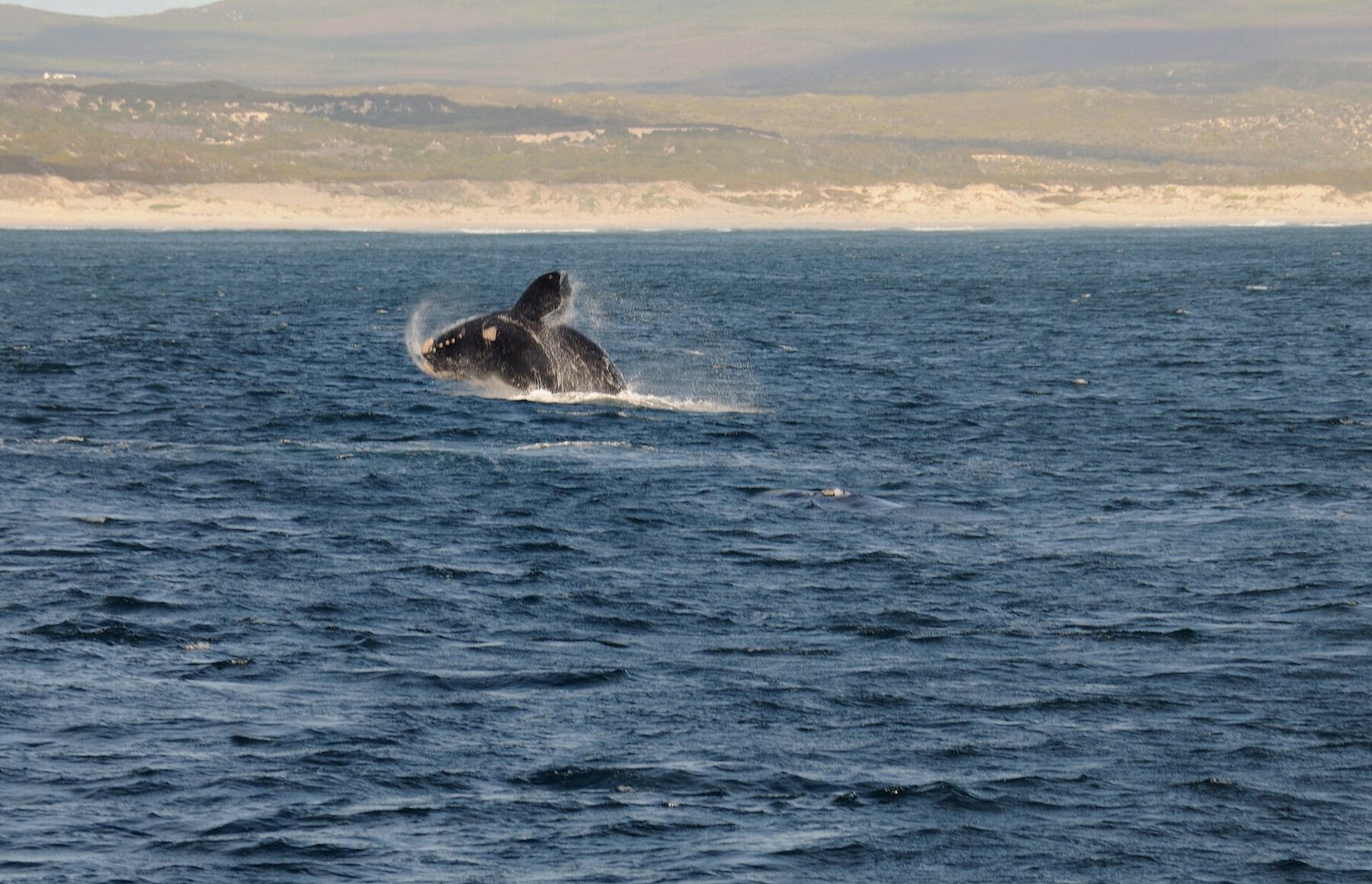 Ballena franca austral saltando cerca de Hermanus
