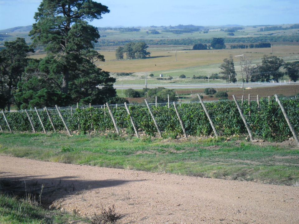 Viñedos en el paisaje rural de Uruguay